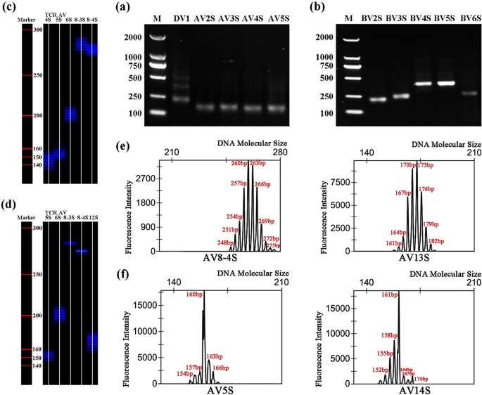 Monoclonal And Oligoclonal Tcr Av And Bv Gene Usage In Cd4 T Cells From Pigs Immunised With C Strain Csfv Vaccine Scientific Reports