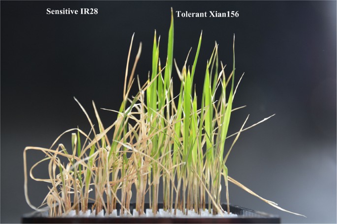 comparative transcriptome analysis reveals molecular thank you for visiting
