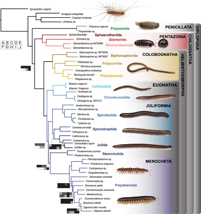Step Wise Evolution Of Complex Chemical Defenses In Millipedes A Phylogenomic Approach Scientific Reports