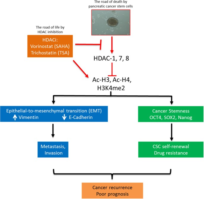 depletion of hdac1 7 and 8 by histone deacetylase inhibition 8 by 8