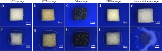Assessment of the characteristics and biocompatibility of gelatin sponge  scaffolds prepared by various crosslinking methods | Scientific Reports