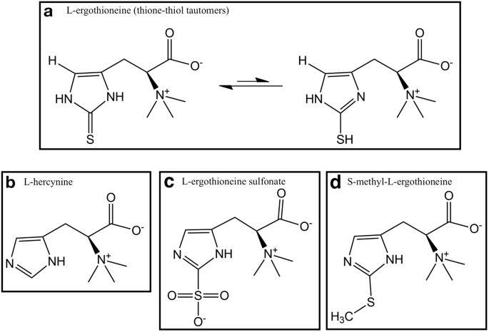 ergothioneine and glutathione Exploring Ergothioneine as a Skin Care Ingredient main image 1