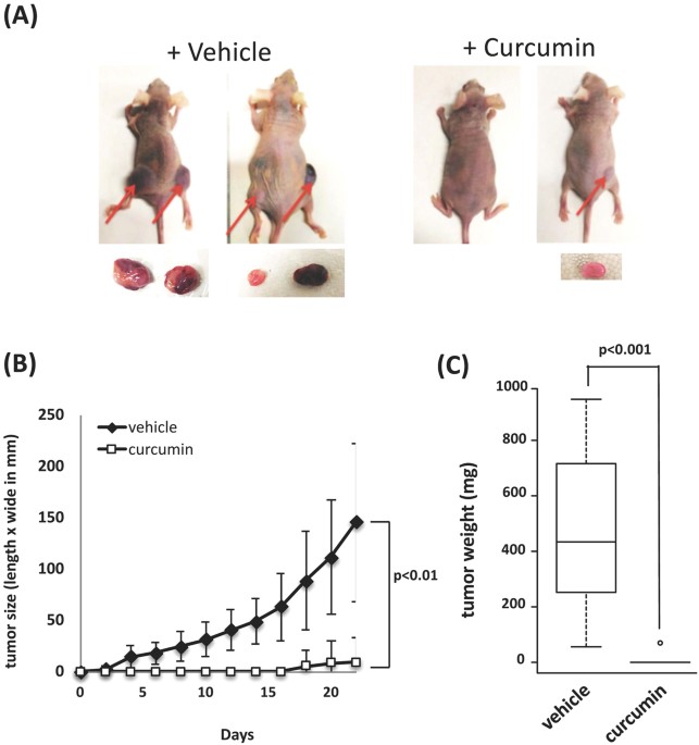 curcumin glutathione s transferase Curcumin targets multiple enzymes involved in the ROS metabolic pathway to  suppress tumor cell growth