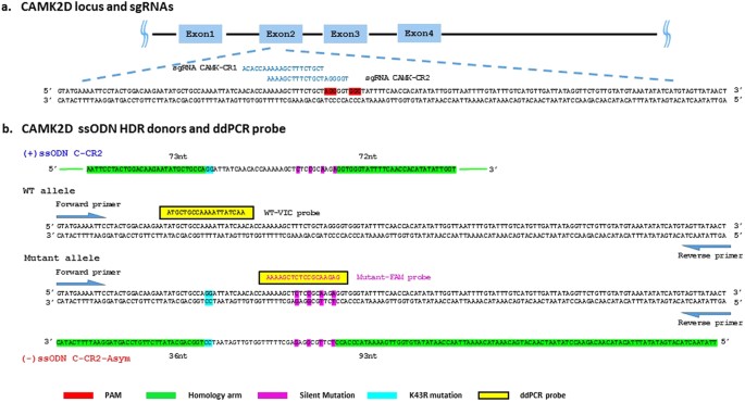 ‘cold shock’ increases the frequency of homology directed repair gene editing in induced pluripotent stem cells