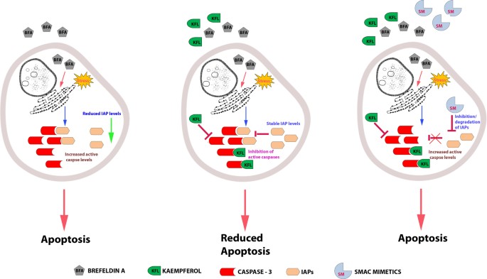 Kaempferol Mitigates Endoplasmic Reticulum Stress Induced Cell Kaempferol Alleviates Er Stress By Inhibiting The Executioner Caspase 3 7 Endogenous Inhibitor Of Apoptotic Proteins Iaps Level Did Not Get Altered Upon