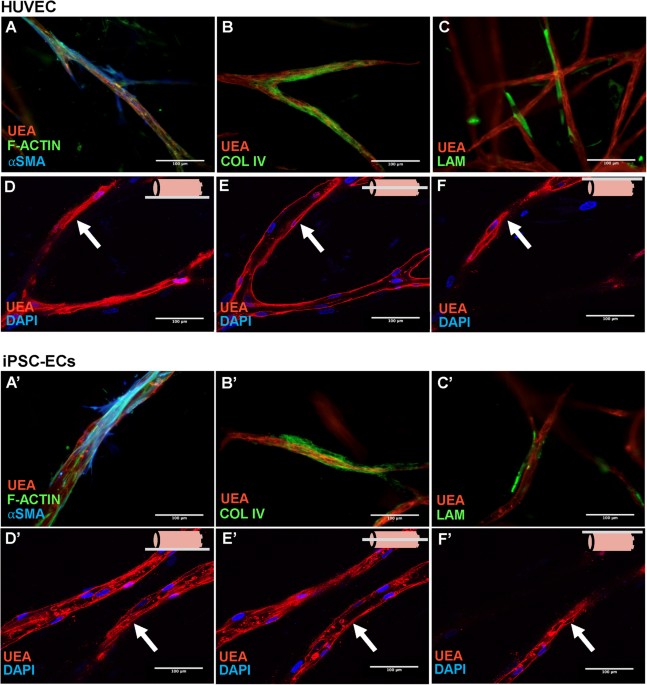 Evaluating The Potential Of Endothelial Cells Derived From Human
