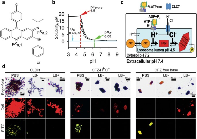 reverse engineering the intracellular