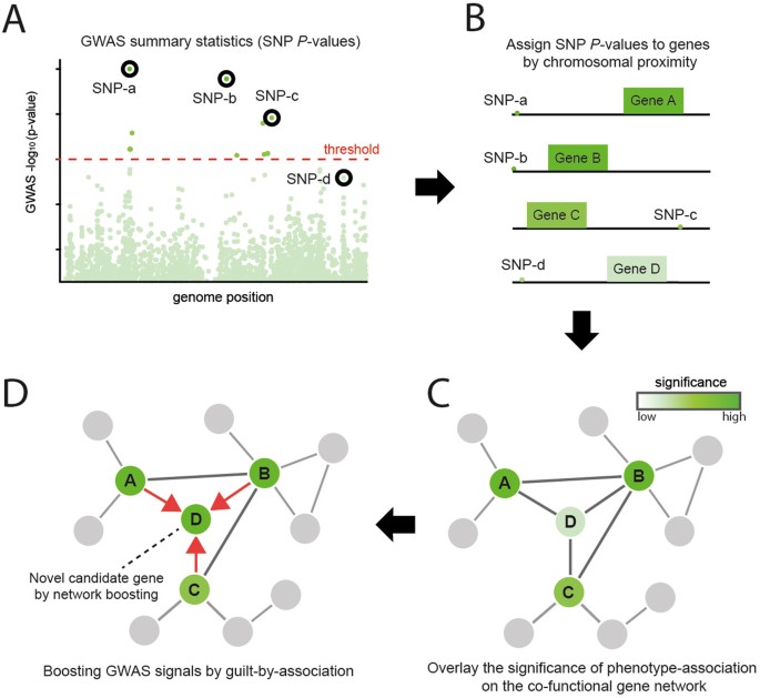 araGWAB: Network-based boosting of genome-wide association studies in Arabidopsis thaliana