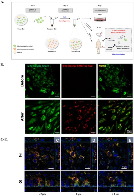 Delivery Of Exogenous Mitochondria Via Centrifugation Enhances Cellular Metabolic Function Scientific Reports