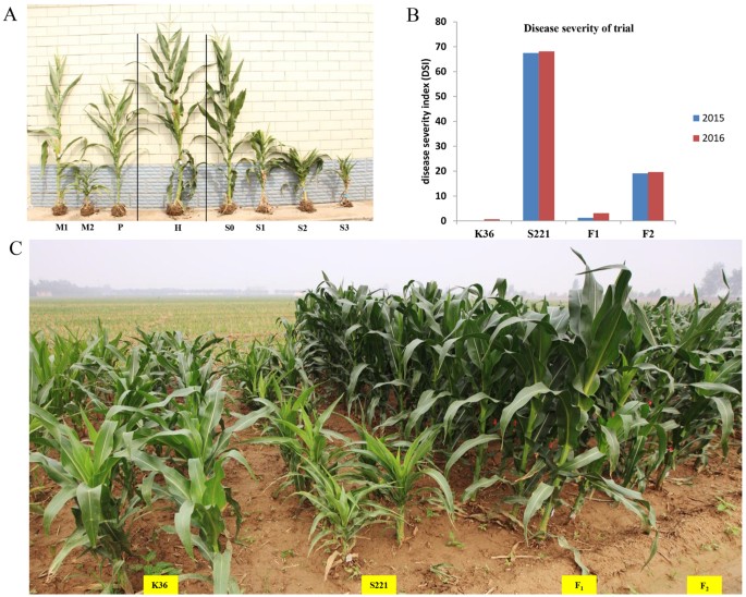 Identification of a locus conferring dominant resistance to maize rough dwarf disease in maize