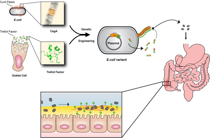 modulating bacterial and gut mucosal interactions with engineered figure 1