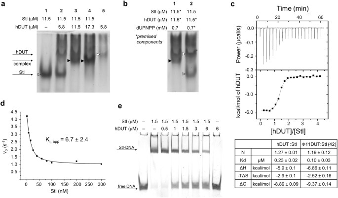 Structural Model Of Human Dutpase In Complex With A Novel Proteinaceous Inhibitor Scientific Reports