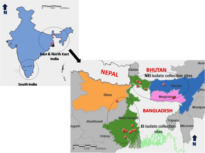 Large Sub Clonal Variation In Phytophthora Infestans From Recent Severe Late Blight Epidemics In India Scientific Reports