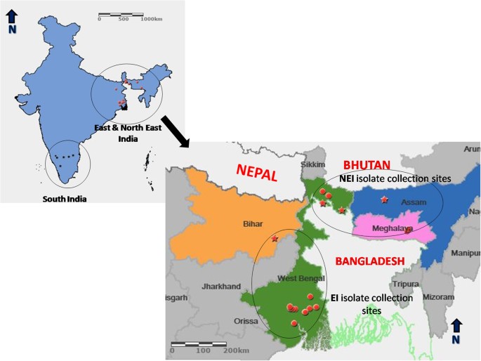 Large Sub Clonal Variation In Phytophthora Infestans From Recent Severe Late Blight Epidemics In India Scientific Reports Large Sub Clonal Variation In Phytophthora Infestans From Recent Severe Late Blight Epidemics In India Scientific Reports