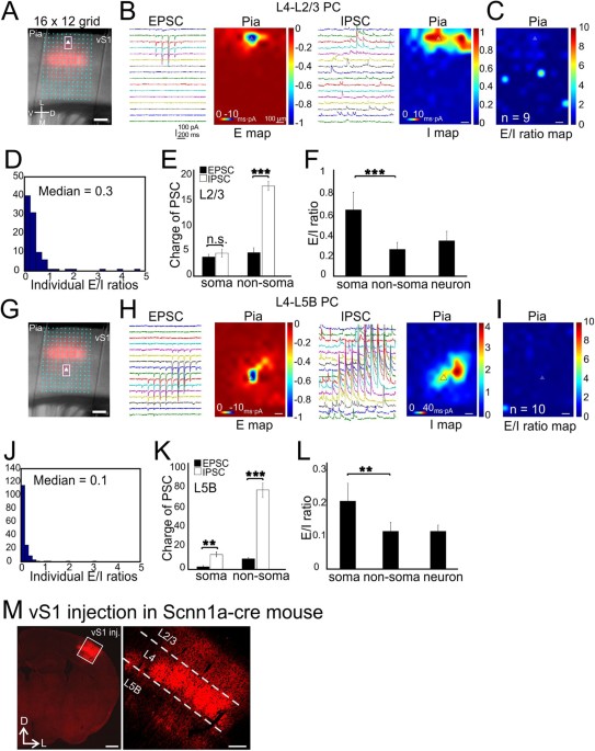 Circuit Specific And Neuronal Subcellular Wide E I Balance In Cortical Pyramidal Cells Scientific Reports