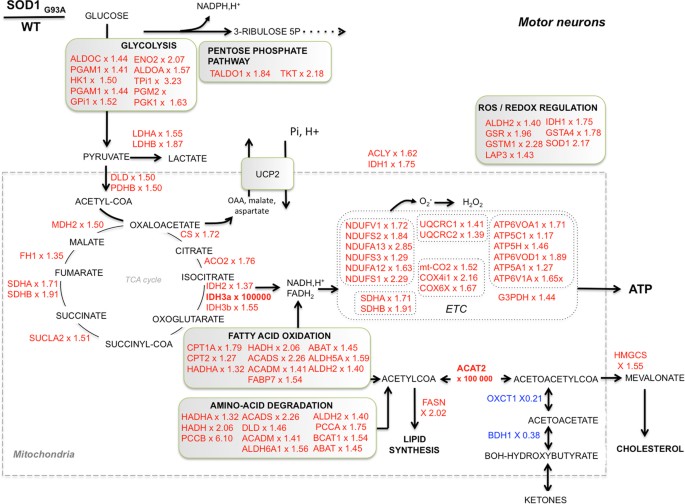 Metabolic Reprogramming In Amyotrophic Lateral Sclerosis Proteome Remodeling In Sodg93a Als Motor Neurons Chart Of The Metabolic Over Represented Proteins Ear