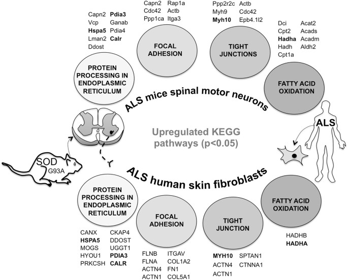Metabolic Reprogramming In Amyotrophic Lateral Sclerosis Common Pathogenic Proteomic Features Of Amyotrohpic Lateral Sclerosis Between Sod1g93a Mice Motor Neurons And Skin Fibroblasts