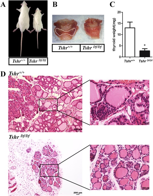 Generation and characterization of a hypothyroidism rat model with truncated thyroid stimulating