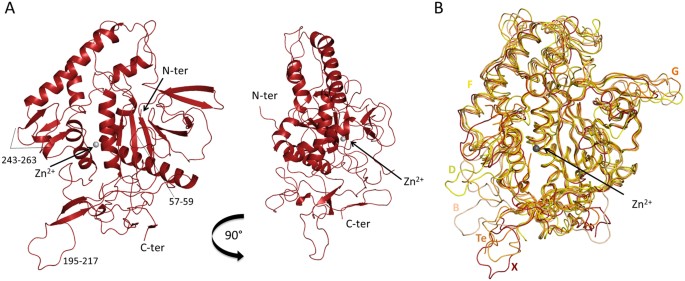 Structural Characterisation Of The Catalytic Domain Of Botulinum Neurotoxin X High Activity And Unique Substrate Specificity Scientific Reports