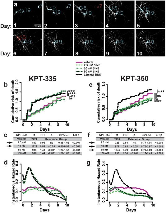 TDP43 nuclear export and neurodegeneration in models of amyotrophic lateral  sclerosis and frontotemporal dementia | Scientific Reports