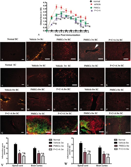 Intravenous c16 and angiopoietin-1 improve the efficacy of placenta-derived mesenchymal stem cell therapy for eae