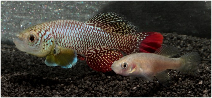 Longitudinal Demographic Study Of Wild Populations Of African Annual Killifish Scientific Reports
