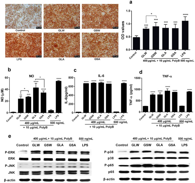 Comprehensive Comparison Of Polysaccharides From Ganoderma Lucidum Seeded Raw264 7 Cells Were Exposed To 400 μg Ml Gla 2 Gsa Glw And Gsw With 10