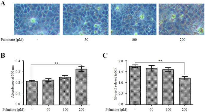 Retracted Article The Nuclear Orphan Receptor Nur77 Alleviates Palmitate Induced Fat Accumulation By Down Regulating G0s2 In Hepg2 Cells Scientific Reports