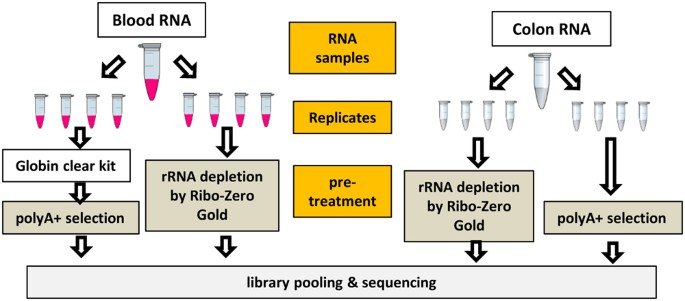 https://media.springernature.com/m685/springer-static/image/art%3A10.1038%2Fs41598-018-23226-4/MediaObjects/41598_2018_23226_Fig1_HTML.jpg?utm_source=chatgpt.com