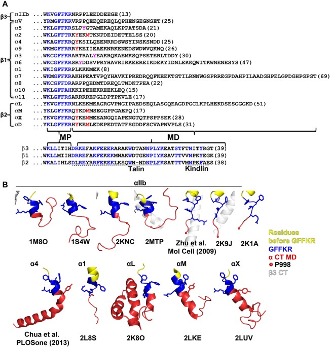 Integrin Cytoplasmic Tail Interactions