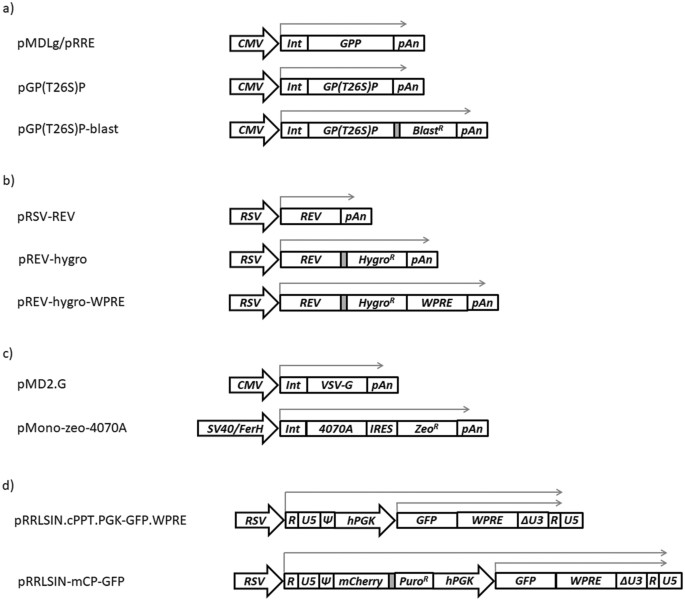 Plasmid designs for lentiviral vector (LV) production. (A)