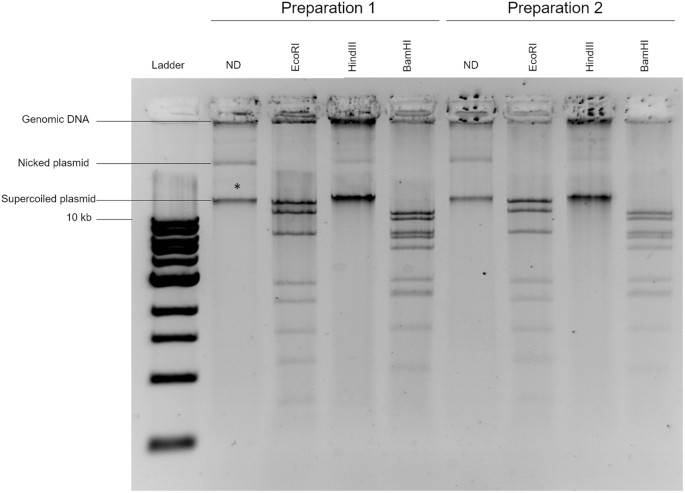 Identification and DNA annotation of a plasmid isolated from  Chromobacterium violaceum | Scientific Reports