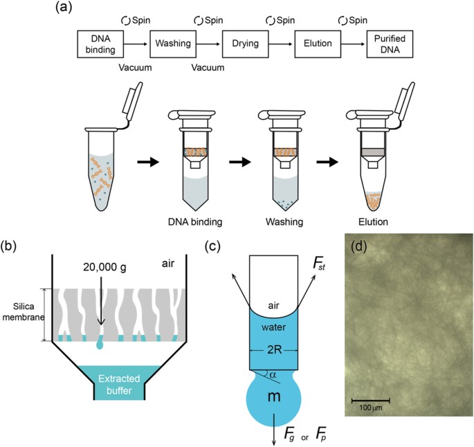 Centrifugation-free extraction of circulating nucleic acids using  immiscible liquid under vacuum pressure | Scientific Reports