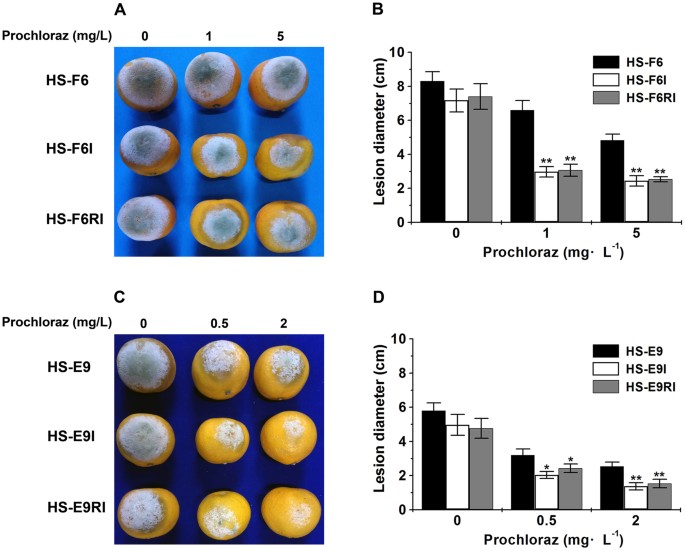 Experimental verification of strain-dependent relationship between  mycovirus and its fungal host - ScienceDirect