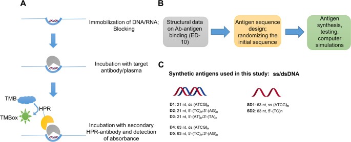 Autoantibody Profiling In Lupus Patients Using Synthetic Nucleic Acids Scientific Reports