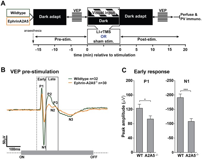 Low-intensity repetitive transcranial magnetic stimulation requires  concurrent visual system activity to modulate visual evoked potentials in  adult mice | Scientific Reports