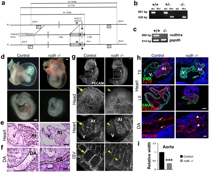 Rudhira/bcas3 is essential for mouse development and cardiovascular patterning