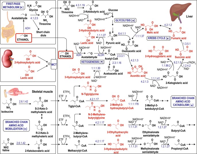 GC–MS-based urinary organic acid profiling reveals multiple ...