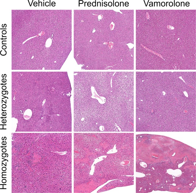 The corticosteroid compounds prednisolone and vamorolone do not alter