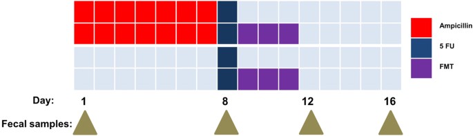 Dysbiosis fmt, Microbiota poszterek és fali képek - Vedd meg az ujhelyijeno.hu