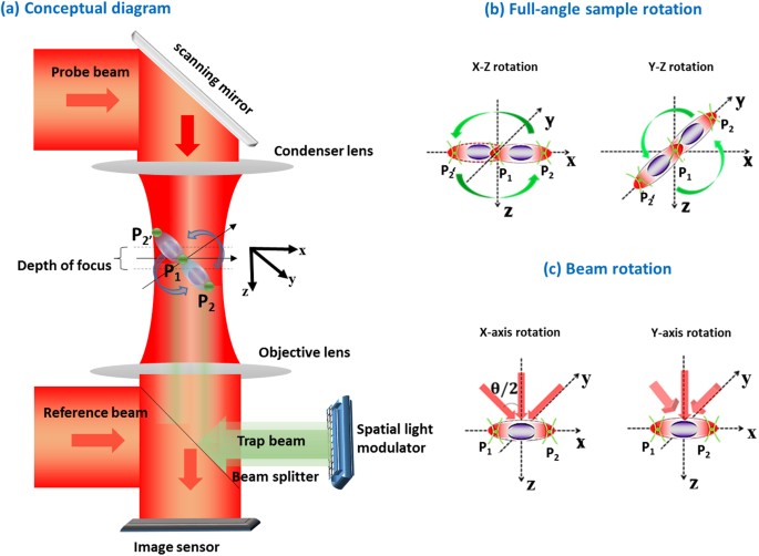 Integrated Dual Tomography For Refractive Index Analysis Of Free Floating Single Living Cell With Isotropic Superresolution Scientific Reports Integrated Dual Tomography For Refractive Index Analysis Of Free Floating Single Living Cell With Isotropic Superresolution Scientific Reports