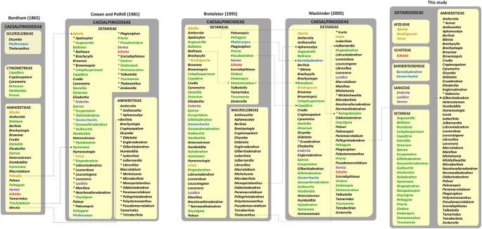 A new phylogeny-based tribal classification of subfamily detarioideae, an early branching clade of florally diverse tropical arborescent legumes