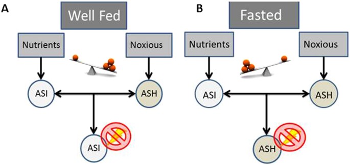Satiety behavior is regulated by ASI/ASH reciprocal antagonism | Scientific  Reports