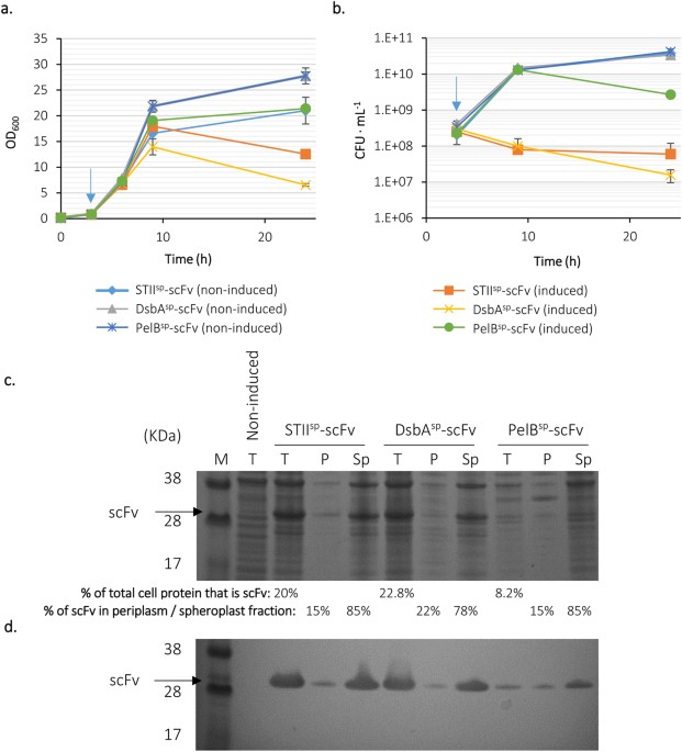 Development Of A Generic B Lactamase Screening System For Improved Signal Peptides For Periplasmic Targeting Of Recombinant Proteins In Escherichia Coli Scientific Reports