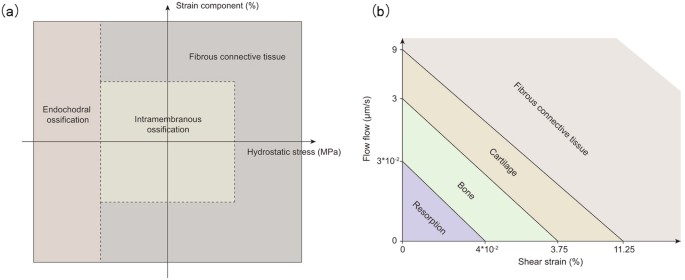 Three Dimensional Computational Model Simulating The - 
