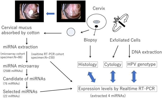 Identification of miRNAs in cervical mucus as a novel diagnostic marker for  cervical neoplasia