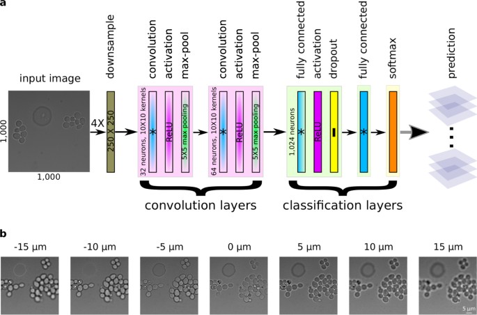 Neural Network Control Of Focal Position During Time Lapse - 