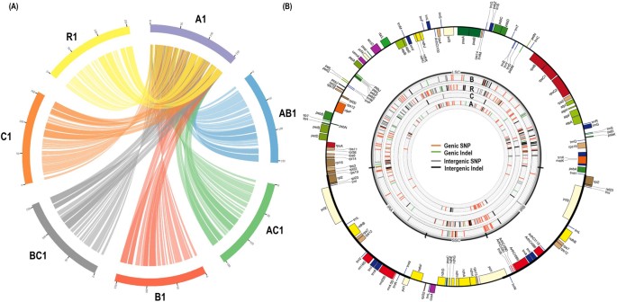 Re Exploration Of U S Triangle Brassica Species Based On Chloroplast Genomes And 45s Nrdna Sequences Scientific Reports