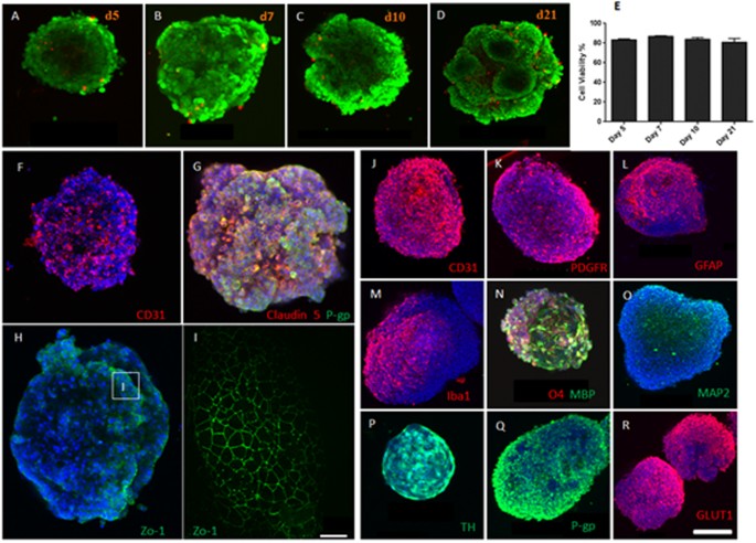 Neurotoxicity Predicted By Organoids >> Human Cortex Spheroid With A Functional Blood Brain Barrier For High Neurotoxicity Predicted By Organoids >> Human Cortex Spheroid With A Functional Blood Brain Barrier For High