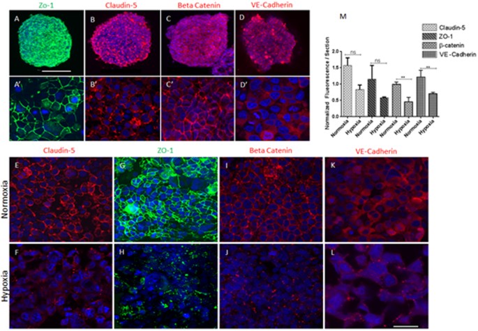 Neurotoxicity Predicted By Organoids >> Human Cortex Spheroid With A Functional Blood Brain Barrier For High Neurotoxicity Predicted By Organoids >> Human Cortex Spheroid With A Functional Blood Brain Barrier For High